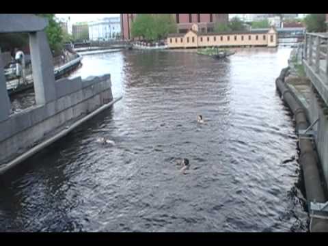 Jumping Into The Canal