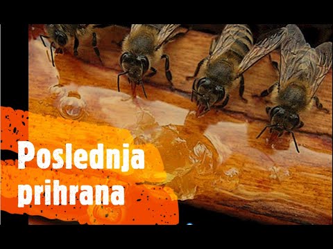Poslednja prihrana pcelinjih zajednica pred uzimljavanje - The last feeding of bee colonies