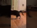 Tuxedo Cat Burton Morning Zoomies He S So Loud Cat Funny Shorts Zoomies Tuxedocat Short
