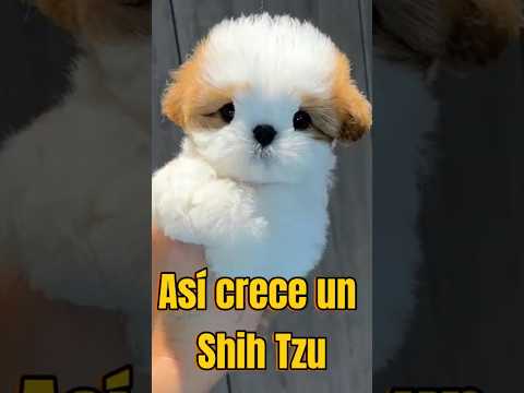 Watch a Shih Tzu Grow — From Puppy to Adult!