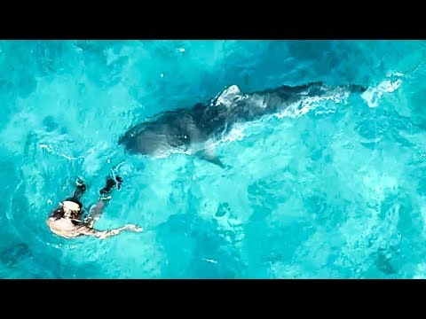 YBS Lifestyle Ep 7 - CRAZY TIGER SHARK AND DOLPHIN ENCOUNTER | Crayfish Catch And Cook