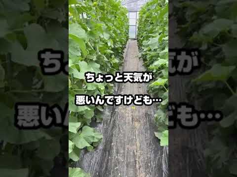 メロンが熟して食べられるかどうかはどうやってわかりますか?家庭菜園家と購入者のためのヒント  庭園