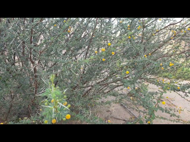 بذور شجرة السلم