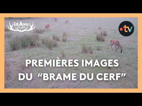 Le brame du cerf : les premières images des animaux !