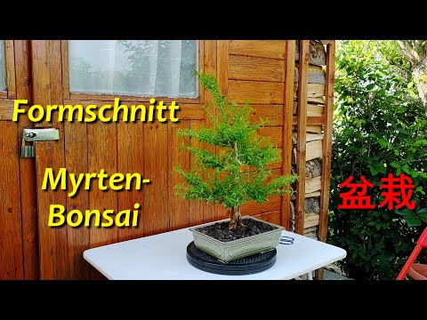 Formschnitt Myrtenbonsai