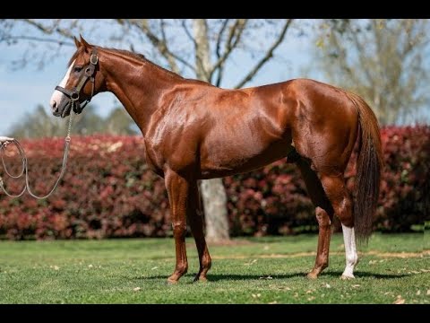 Bred to Win - featuring Admire Mars