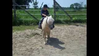 preview picture of video 'Ladybug 38 Palomino Mini Mare Rides & Drives'
