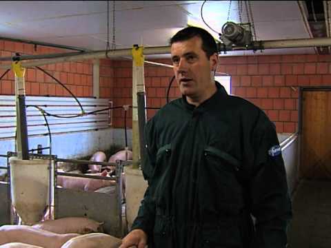 Moderne Schweinehaltung im Münsterland