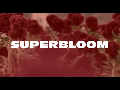 Superbloom - Silent Planet