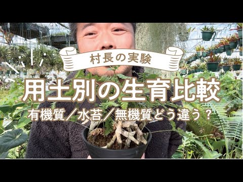 コンテナ植物としてのブッドリア 植物