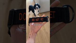 ruddy’s collar and leash set is from @Bryn and Co. 🫶🏻 #DogTraining #donotpet #justdogs #dogstrust