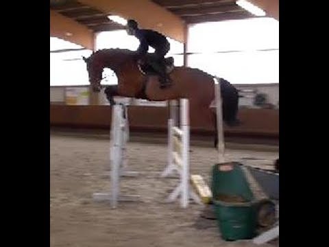 2015 Holsteiner mare with top potential ! www.sporthorses-online.com