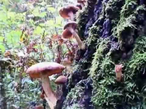 Le Chant du Mogwaï - Mo_Ogwaï