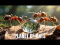 Planet Of The Ants The Unseen Rulers Of Earth 4K Wildlife Documentary