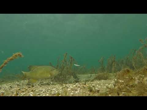 A Bait Smallmouth Can’t Resist! Geecrack Bellows Gill 2.8!