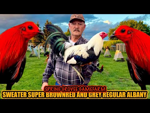 Sweater Super Brownred And Grey Regular Albany ~ SPRING GROVEE GAMEFARM