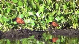 preview picture of video 'Nesting Jacanas in the Pantanal'