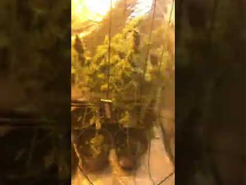 Beginner growss☘️GREEn Gelato Royal queen seeds