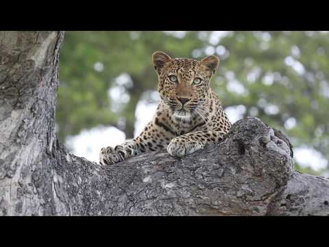 A beautiful leopard resting in a Maroela tree. Safari update: 4 -10 March 2019