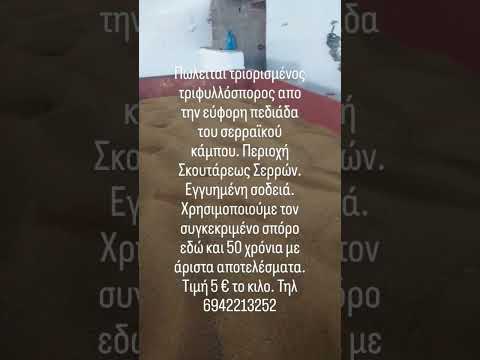 Τριορισμένος Τριφυλλόσπορος-thumb-1