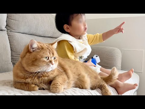 2歳の弟とテレビ鑑賞しながら尻尾でトントンあやす猫がお兄ちゃんすぎましたｗ