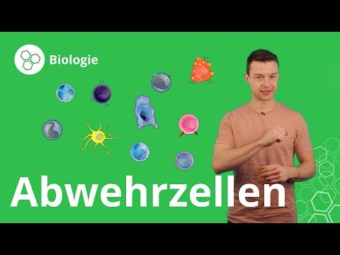 Abwehrzellen: so wehrt sich dein Körper – Biologie | Duden Learnattack