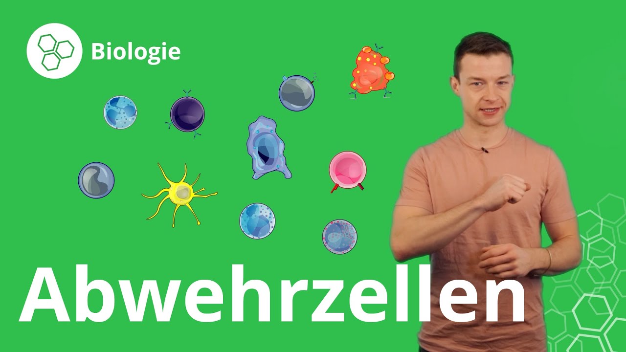 Abwehrzellen: so wehrt sich dein Körper – Biologie | Duden Learnattack