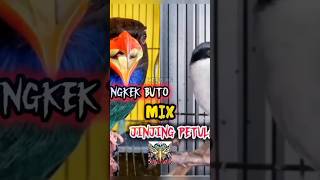 Download lagu Masteran ajib jinjing petulak sambung Tengkek Buto.. mp3