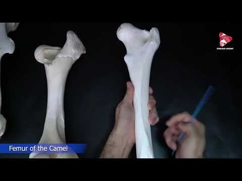 Comparative anatomy of the Femur Bone