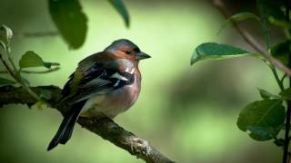 Slideshow with beautiful music (Max Richter - A Lovers Complaint) (HD)