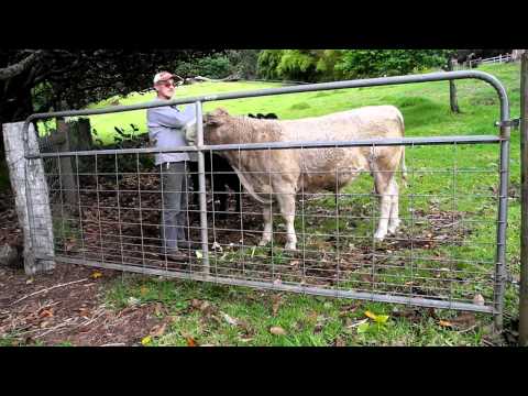 download lagu mp3 mp4 Can Cows Eat Avocados, download lagu Can Cows Eat Avocados gratis, unduh video klip Can Cows Eat Avocados