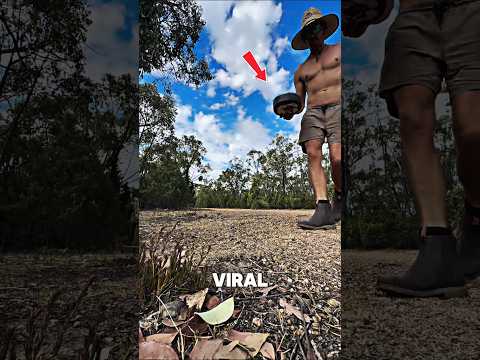 How This Man Earned the Kangaroos' Trust #kangaroo