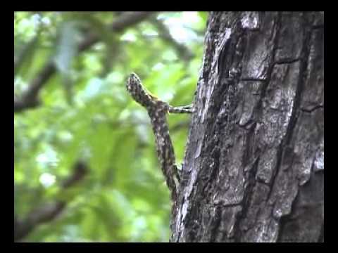 Draco the Flying Lizard