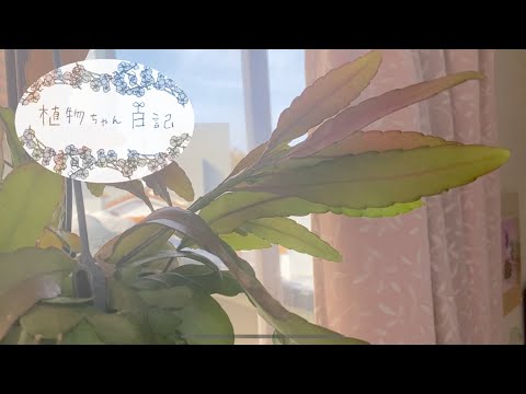 園芸 ヤドリギサボテン、ベリーリプサリス