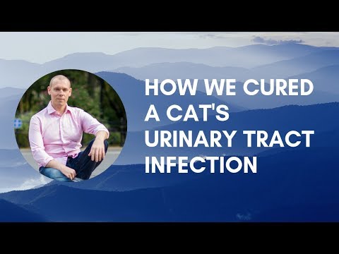 How We Cured a Cat's Urinary Tract Infection