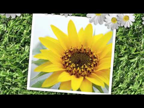 Pascal Kimoon   -   Ein klein wenig Sommer