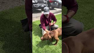 Video preview image #1 Mutt Puppy For Sale in Pasadena, CA, USA