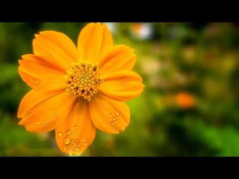  Good night flowers for whatsapp