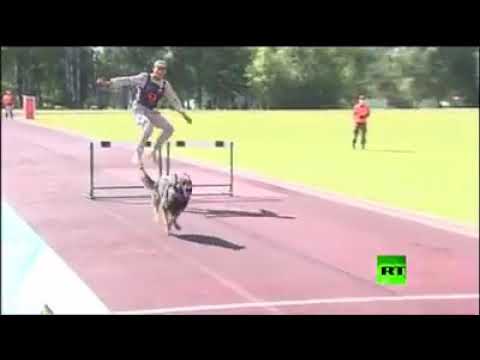 Military dog trainer