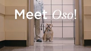 Day in the Life of a POOCH Volunteer | Cedars-Sinai