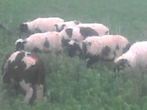 ovce na ispasi u djetalini 23 04 2016