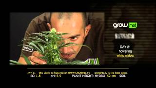 White Widow - Green House Grow Sessions