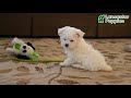 Maltese dogs for sale: Milo - Video 1