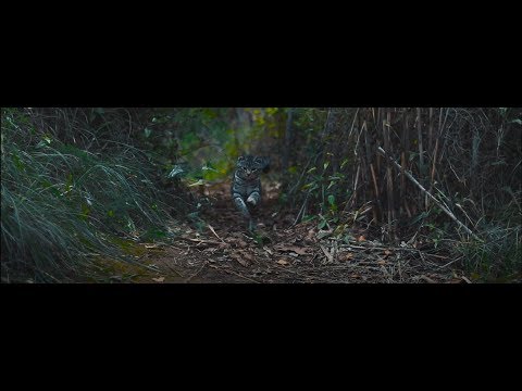 FIORE_020 - ESCAPISMO