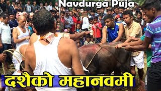 Dasai  Dashain नवमी  Buffaloes to the Godd