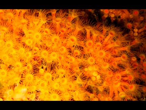 Parazoanthus axinellae