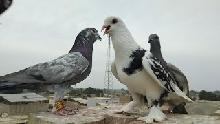 Fancy Male Thak Gaya 🔥 | Kabotar Bazi Video | New Pigeons Video |