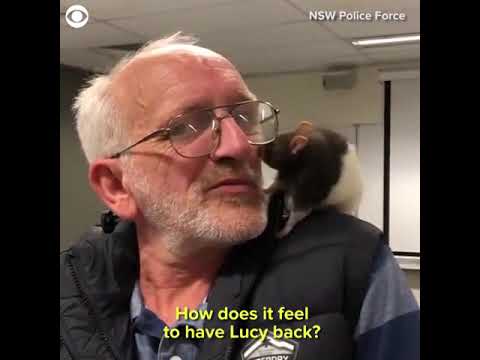 Pet Rat And Owner Reunited
