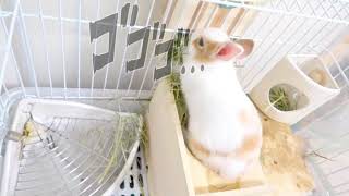 【新家族】子うさぎちゃんのご飯中の行動が面白すぎる😂