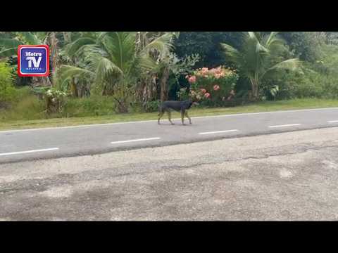 Budak dua tahun parah diserang lima anjing liar